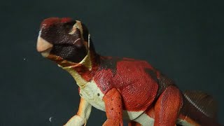 Psittacosaurus mongoliensis 16 Scale Beasts of the Mesozoic Ceratopsian Series Dinosaur Toy Review [upl. by Nosae]