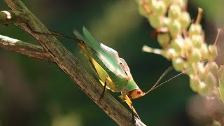 Katydid Stridulating [upl. by Calvano575]