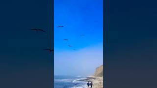 Pillar Point Harbor San Mateo CA coastaltrail birdswavesound [upl. by Borchers]