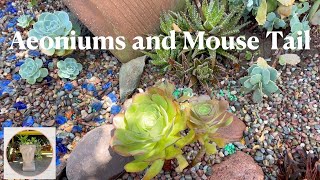 Potting up Mouse Tail and Planting Aeoniums  Succulents amp Cacti [upl. by Henryson489]