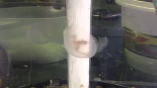 Watch our jellyfish digesting their food [upl. by Whetstone623]