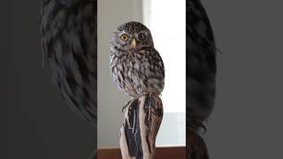 Owl bird art  trending art shorts  trending sad shorts [upl. by Alvis244]