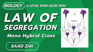 Law of Segregation  O Level  Biology  Saad Ziai  SLATE [upl. by Allehc]