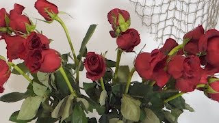 How To Revive Wilted Roses Time Lapse [upl. by Avitzur]