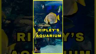 Ripley’s Aquarium of Canada [upl. by Loleta]