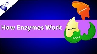 How Enzymes Work [upl. by Nerine661]