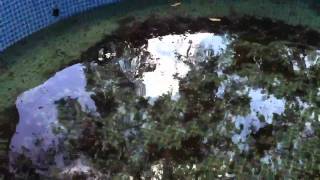 Aquaponics  Blue crabs and salinity [upl. by Assilram]