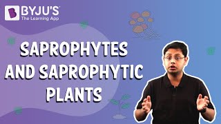 Saprophytes and Saprophytic Plants [upl. by Selrac]