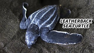 Leatherback Sea Turtle Facts LARGEST Living TURTLE [upl. by Yretsym]