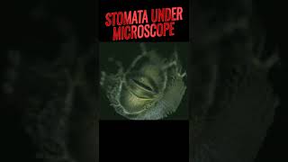 Stomata under microscope  Opening and closing of stomata stomata biology ncert anatomy [upl. by Ynoffit824]