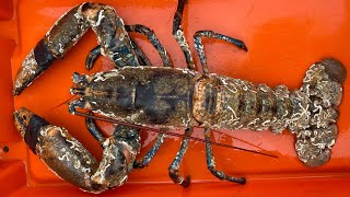 MONSTER LOBSTER  From market to Lobster Hatchery for Conservation [upl. by Sexton358]