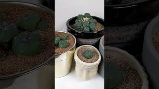 Spirit Walks spirituality cacti plants [upl. by Audun]