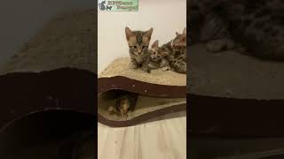 Cute bengal kittens  Reginamur Bengal Cat’s Cattery  Bengal Kittens for sale [upl. by Laresa]