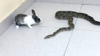 Warning ⚠️ Live Feeding  Snake Boa Vs Rabbit [upl. by Deerdre]