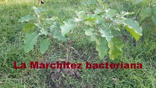 LA MARCHITEZ BACTERIANA EN LA BERENJENA Solanum melongena [upl. by Mccormac]