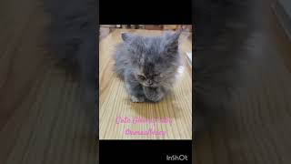 My cute baby cat Gloomy Amaalbluey meow sweetcatshorts प्यारा ग्रे फारसी बिल्ली का बच्चा वीडियो [upl. by Fergus]