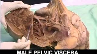 AnatomyPelvis and Perineum Videos1 [upl. by Natye]