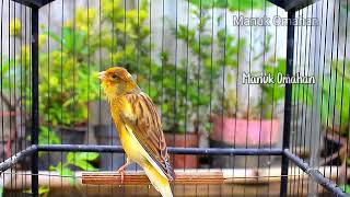 Canary song for mating training of beautiful Belgian canaries 149 [upl. by Yht120]