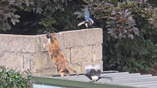 Magpies vs Cat  part 2 [upl. by Rennerb]