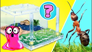 🕷️ LIVE How To Make Cool Houses For Ants Rats Turtles Spiders amp Snails  EASY DIYs [upl. by Ainet]