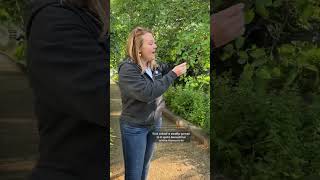 🌳 Amelanchier canadensis serviceberry a fruitbearing native tree FruitTrees Foraging [upl. by Samaria]