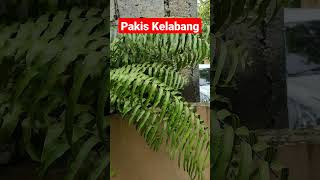 Tanaman Hias Paku Sepat Atau Pakis Kelabang  Nephrolepis cordifolia [upl. by Tihor]