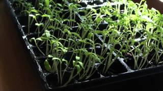 New Tomato Plants in the Miniature heated Greenhouse heated with heating pad [upl. by Yemrej864]