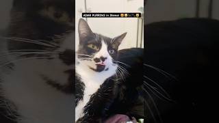 RELAX with ASMR Purring in STEREO 😻🐈‍⬛🐾😻 purringcat cutecat tuxedocat blackcat asmr [upl. by Araed]