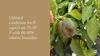 Phytophthora capsici on Peppers [upl. by Greenquist728]