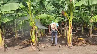 Banana farming  Fungicides application  Azoxystrobin 182   Difenoconazole 114 SC  video [upl. by Arte]