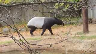 Entertaining Playful Malayan Tapir [upl. by Yssis]