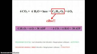 confronto tra Fotosintesi e respirazione cellulare [upl. by Einnov96]