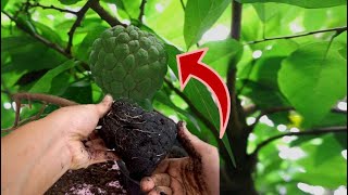 Step by Step How to Air Layering Sugar Apple Tree Easy Method To Grow Fruits Tree from Cuttings [upl. by Fabrin979]