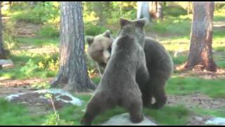 Finland Brown Bears [upl. by Reivaj34]