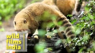 Coatis coatimundi or Nasua [upl. by O'Malley]