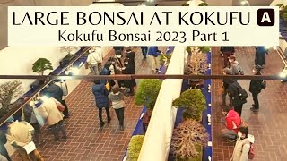 Kokufu Large Bonsai Section in 2023 Part 1 A 第97回国風盆栽展前期大型盆栽 [upl. by Llenehs]