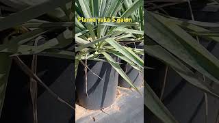 Planta yaka 5 galon gardening plantasia plants plumeriapudica [upl. by Fatsug196]