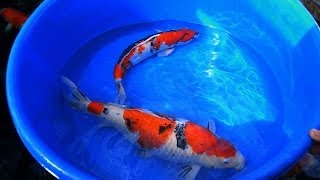 Koi Carp Male and Female Fish Identification 1 of 3 [upl. by Cohberg]