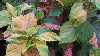 Acalypha plant Care amp Growing Tips Copperleaf Plant Easy Growing Guide [upl. by Milore146]