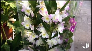 Comment cultiver lorchidée dendrobium   Truffaut [upl. by Atinra]