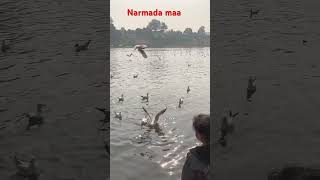 Narmada maa K Drashan Hue shortsfeed short narmada river [upl. by Vogeley]