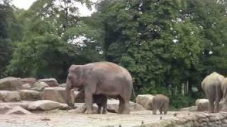 Zoo Emmen NL Rundgang [upl. by Nojad86]