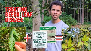 How to Treat Beech Leaf Disease [upl. by Bo513]