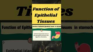 function of epithelial tissues in stomach shorts [upl. by Bevvy493]