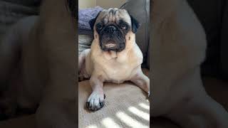 Bloopers lol puggle cheagle pug boxer sayhibuddy [upl. by Galan]