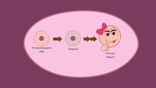 Oogenesis part 1  Development of Oocytes Primary before birth [upl. by Auqenaj]