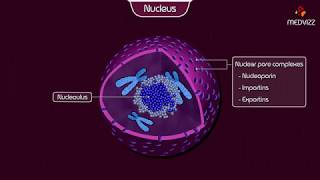 The Nucleus  Structure and Function Cell physiology Animation [upl. by Llewellyn]