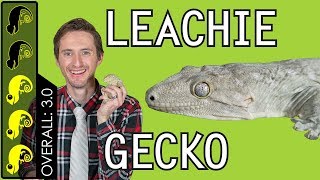 Leachianus Gecko Leachie The Best Pet Lizard [upl. by Leahcimaj]