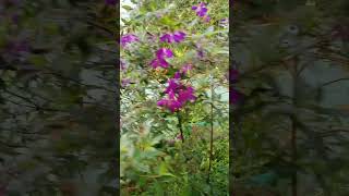 Melastoma malabathricum plants garden flowers [upl. by Yhtir]