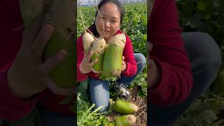 Radish harvesting activities from farmers with rural farming life reels radish 2024 harvest [upl. by Waechter]